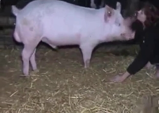 Juicy whore is being punished by a piggy