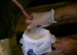 Collecting a juicy pig semen in the barn